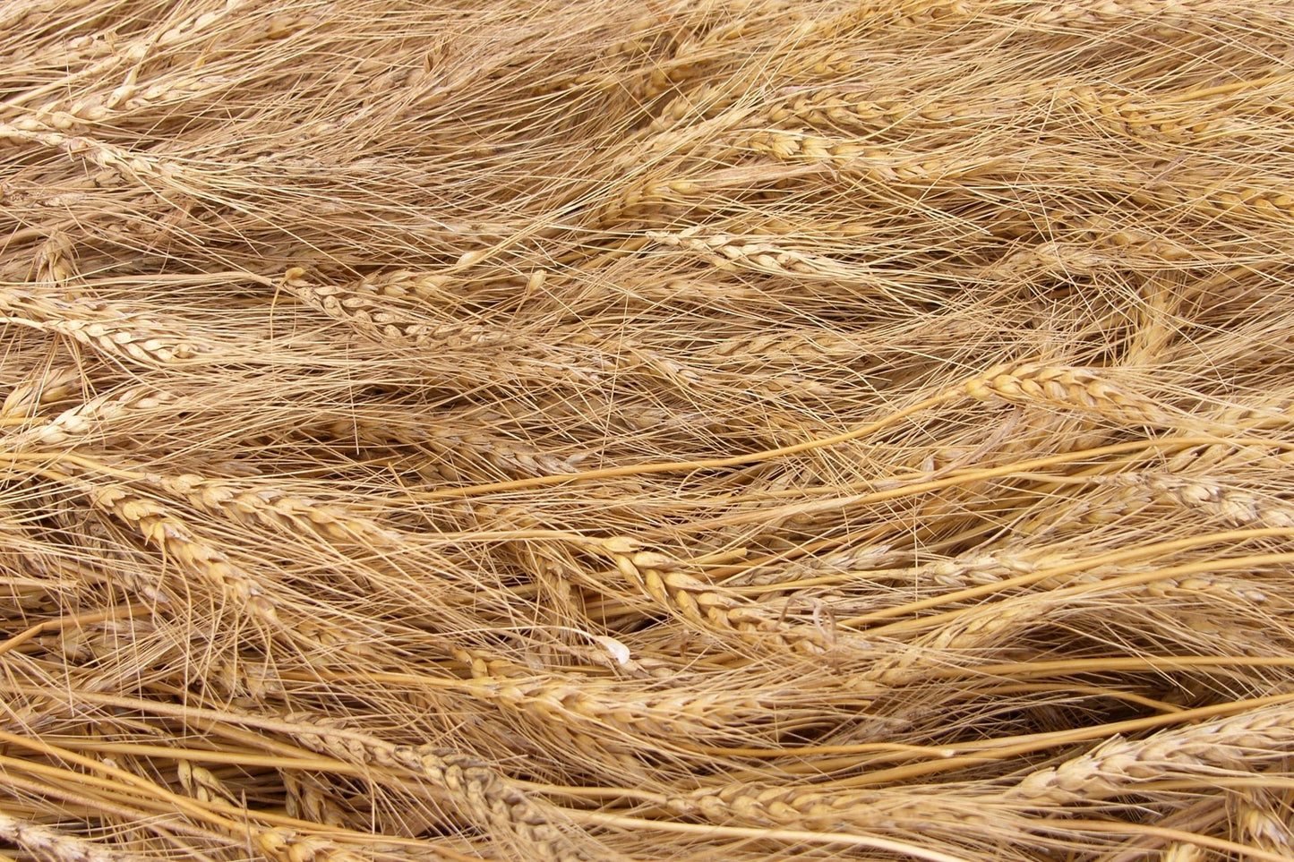 Vital Wheat Gluten Pallet