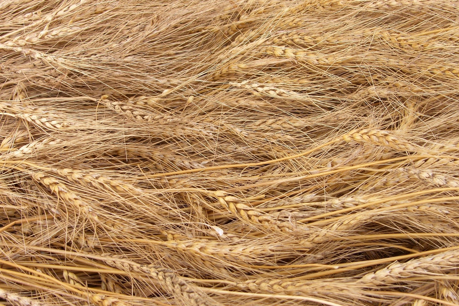 Vital Wheat Gluten Pallet